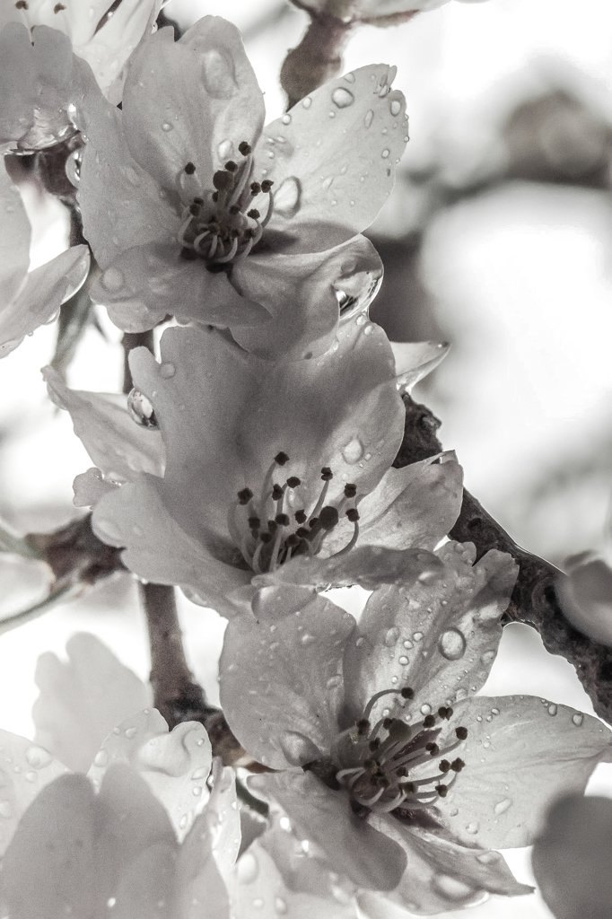 雨に濡れる桜（脱色）