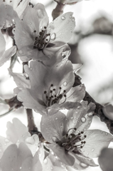 雨に濡れる桜（脱色）