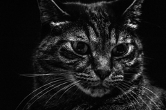 せっかくだからこっちの猫も白黒で