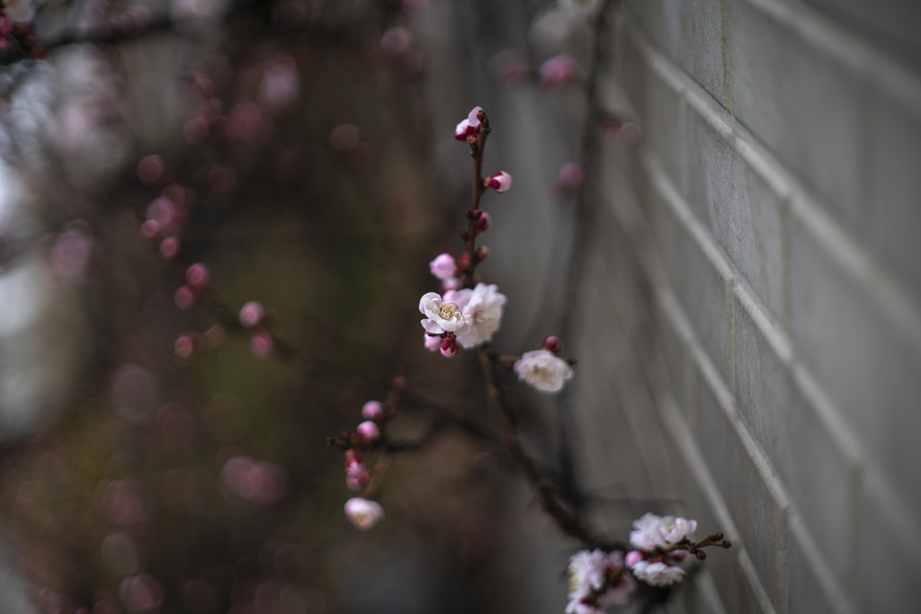 梅と壁