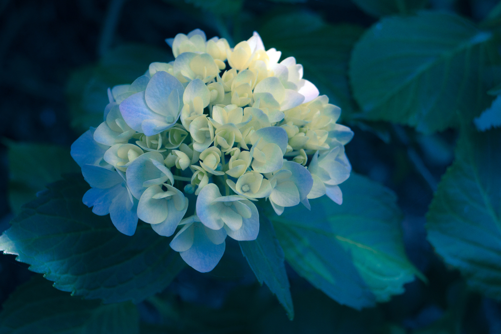 紫陽花