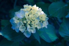 紫陽花