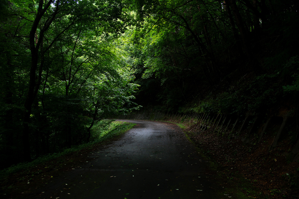 深い森の中の道