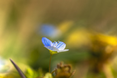 青い花