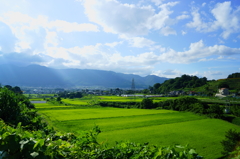 田舎の夏の午後