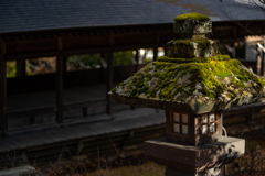 苔むす
