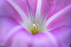 花芯