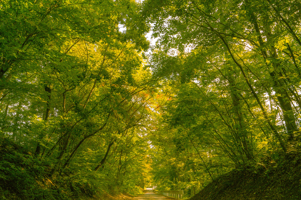 そろそろ色付き始める