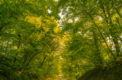 そろそろ色付き始める