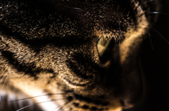 猫　横顔
