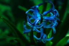蒼い花