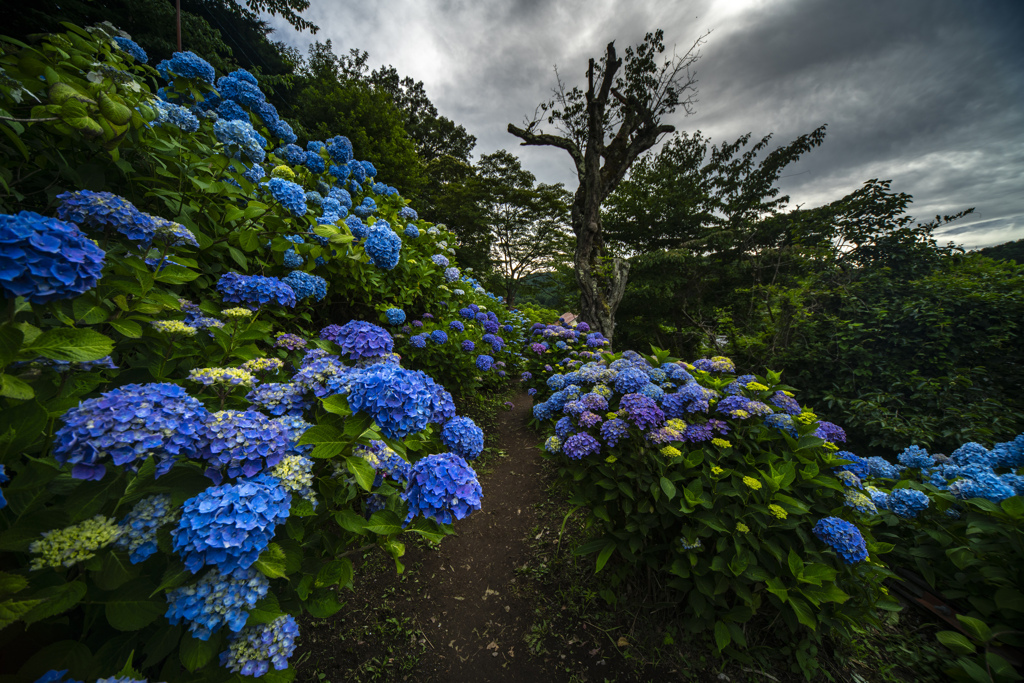 紫陽花の小道