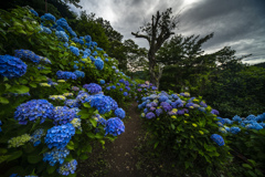 紫陽花の小道
