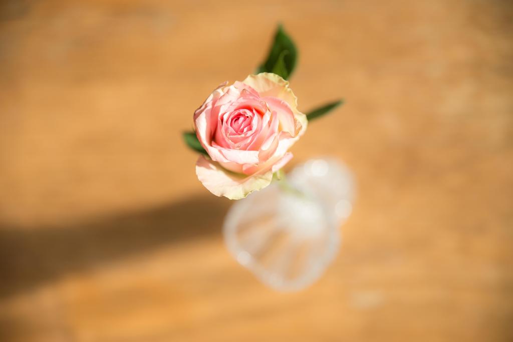 薔薇