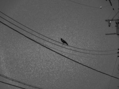 曲線に止まるカラス