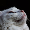 その瞳に写すもの