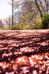 桜散る