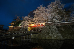 高島城の桜