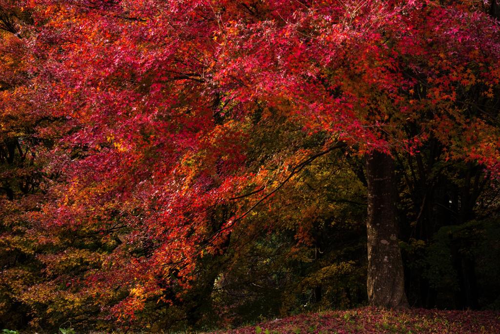 垂れ落ちるように