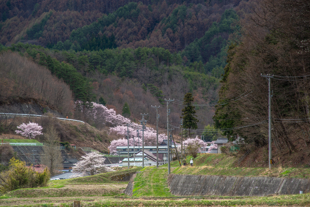 春の散歩道