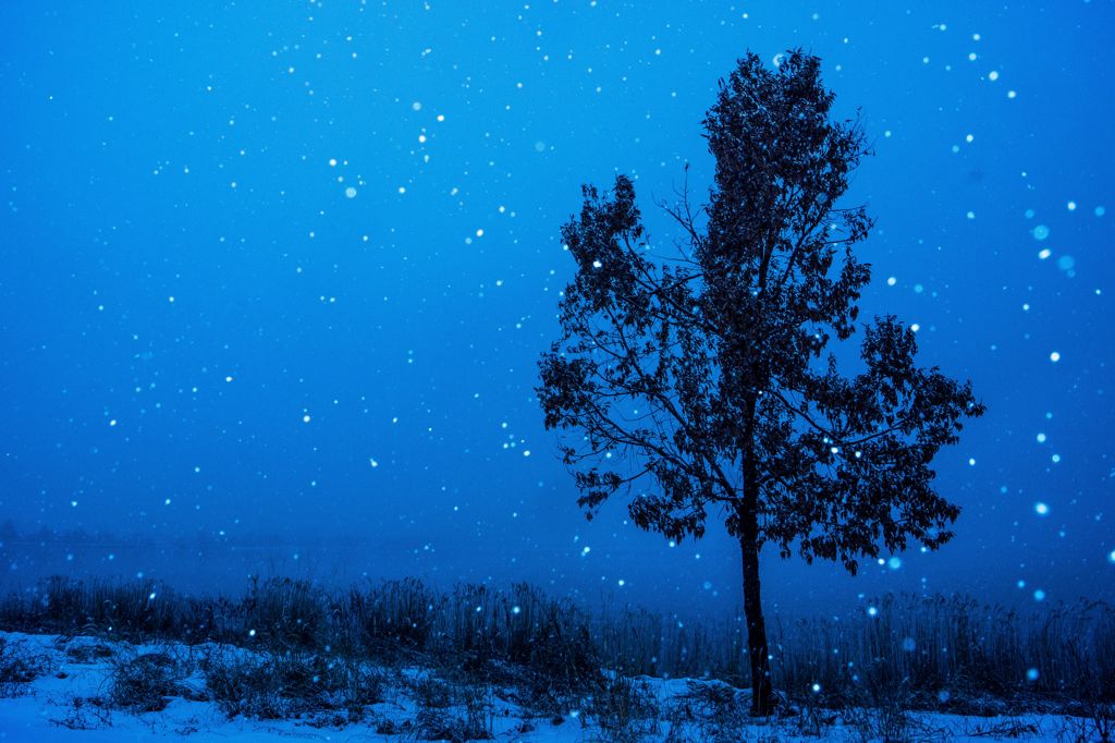 雪と木