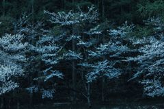 山の桜