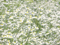 ヒメジオン群生