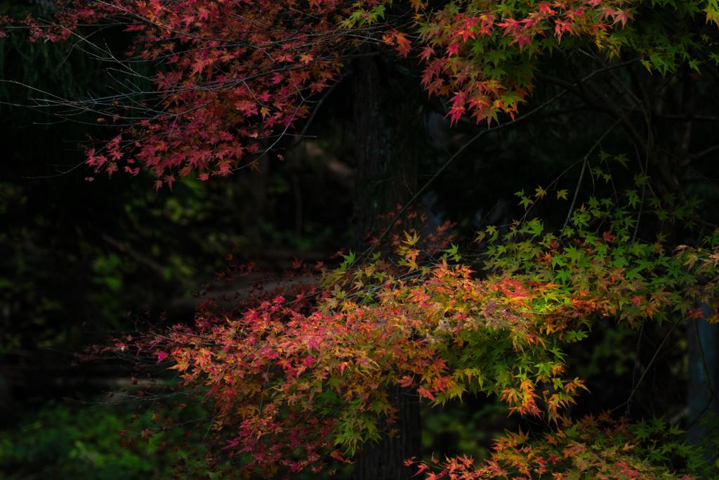 赤く成っていく