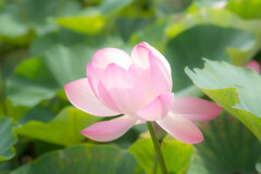 大賀蓮