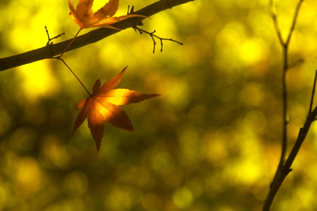 紅葉