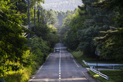 緑の中の道