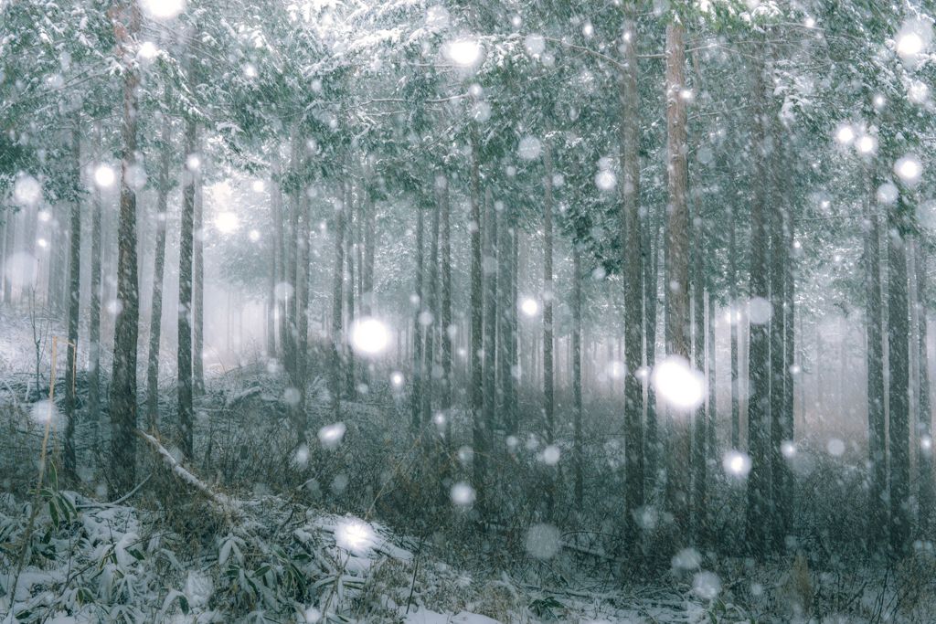 雪降り