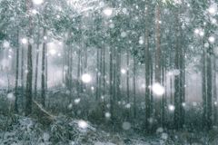 雪降り