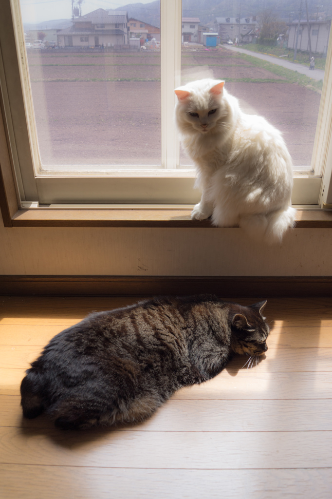 猫の写真で始めたので最後も猫の写真で締めたいと思います。