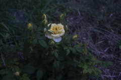 雨粒ト薔薇