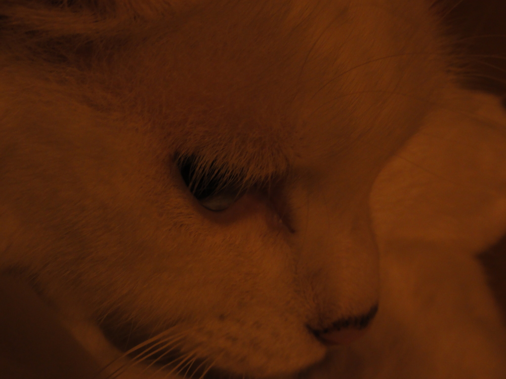 しろねこ