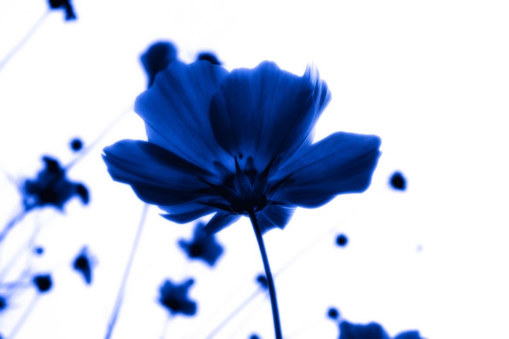 Blue　Cosmos