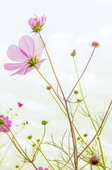 コスモス