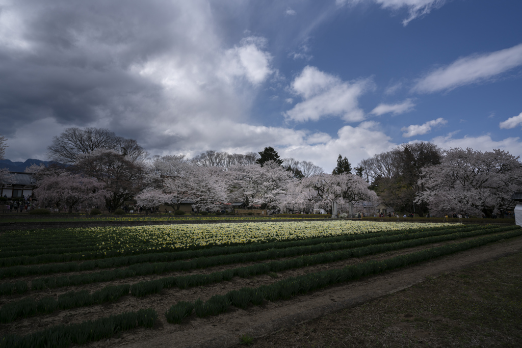 水仙と桜