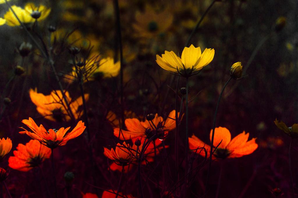 ライトルーム プラス