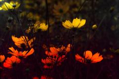 ライトルーム プラス