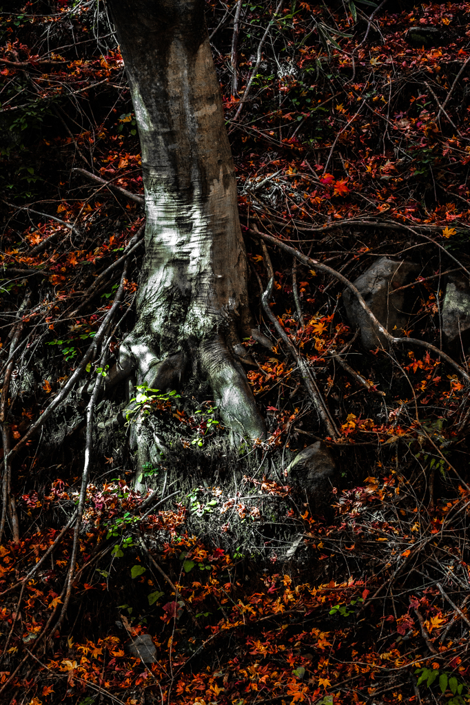 根元の晩秋