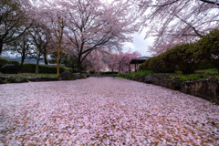 落桜