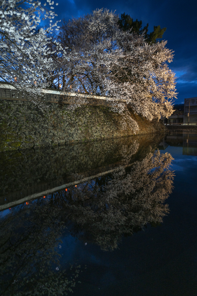 石垣と桜