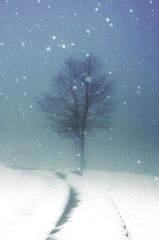 雪の降る