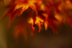 二つ星てんとうと紅葉