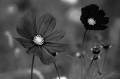 Black Cosmos2