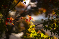 紅葉