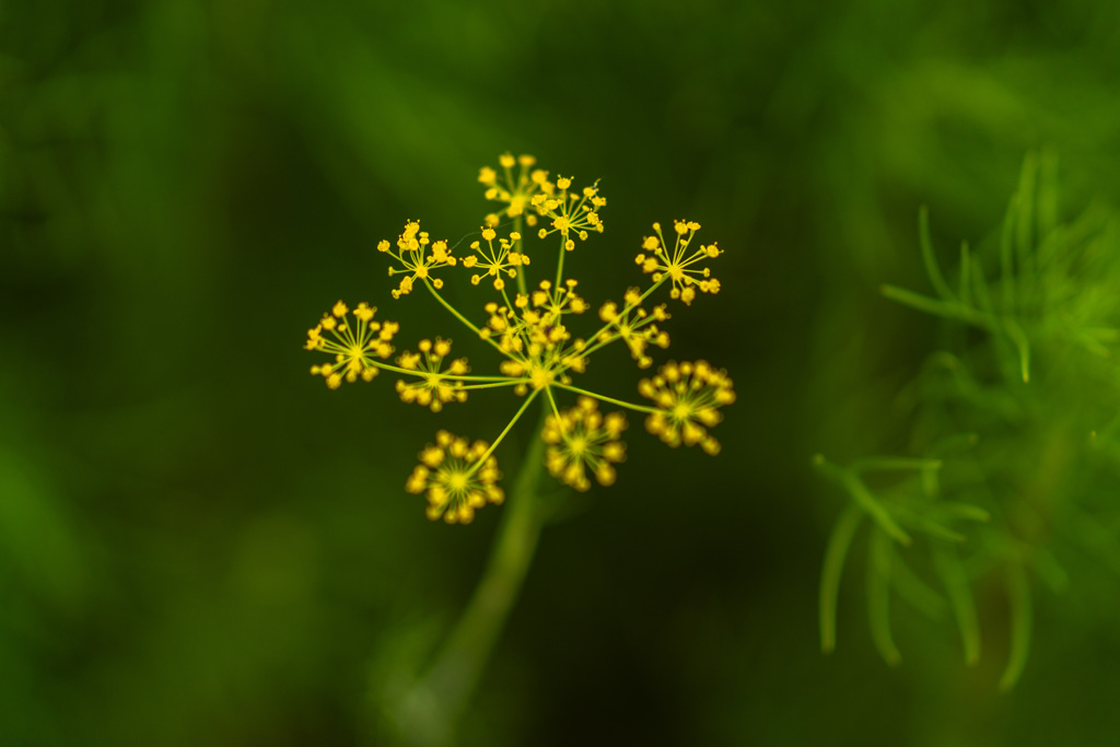 花火