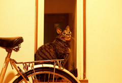 猫と自転車